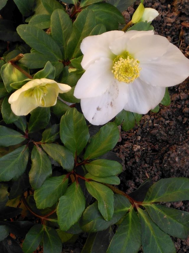 2020 11 19 Christrose 2 klein