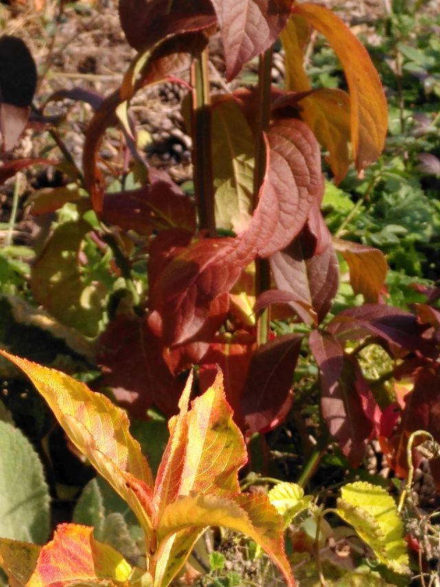 2020 11 19 buntes Laub 1 klein