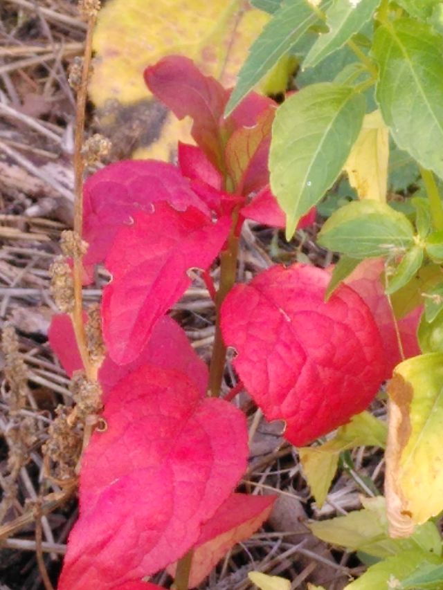 2020 11 19 buntes Laub 2 klein