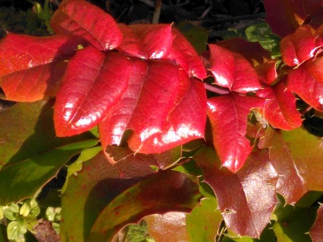 2020 11 19 buntes Laub 3 klein