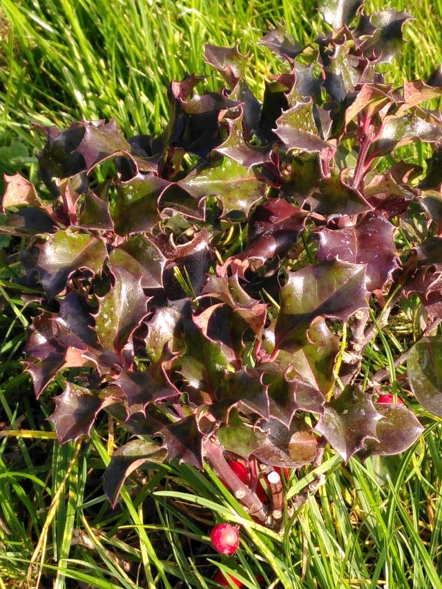 2020 11 19 buntes Laub 4 klein