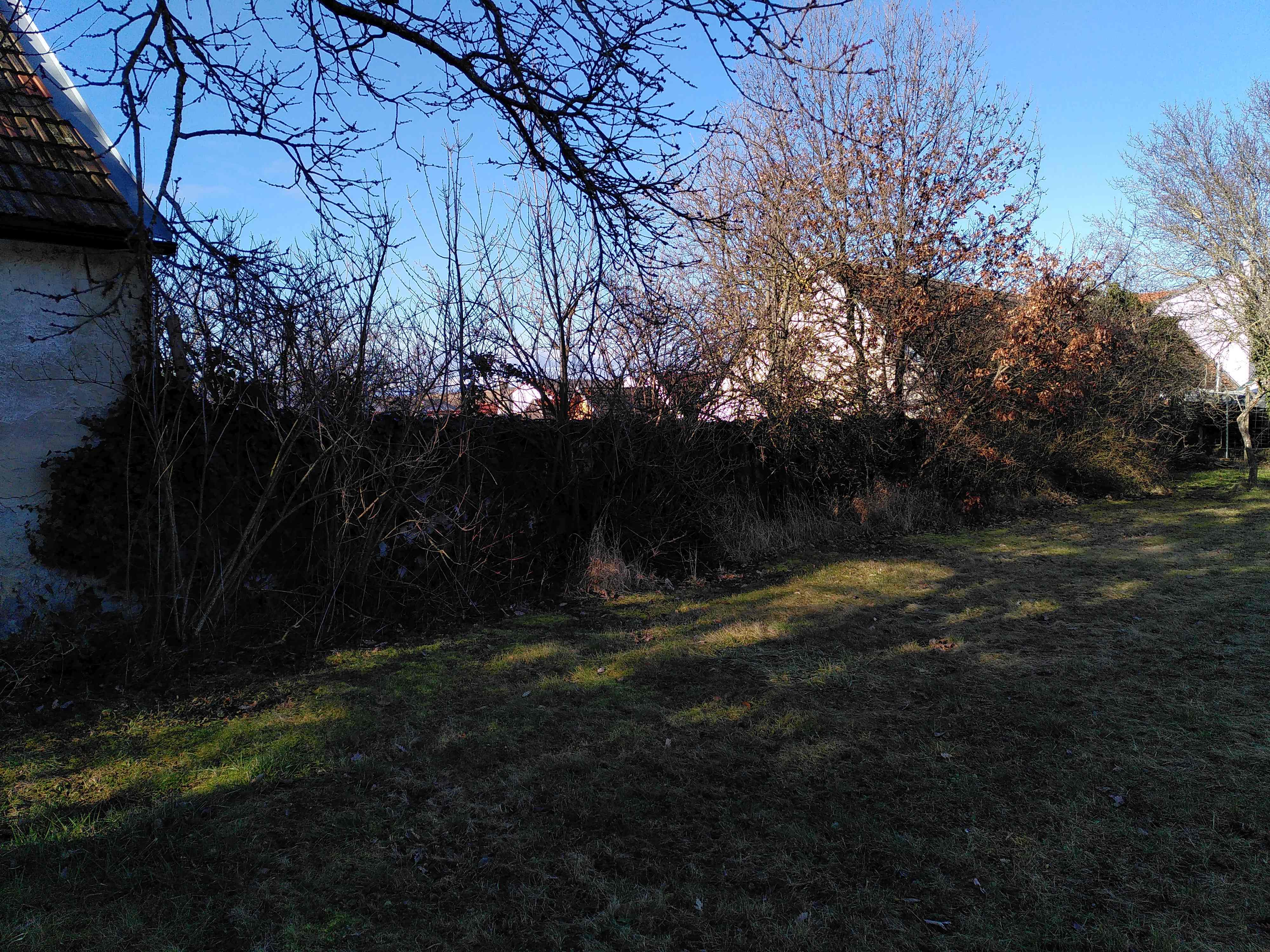 2021 02 18 Hecke wuchert klein