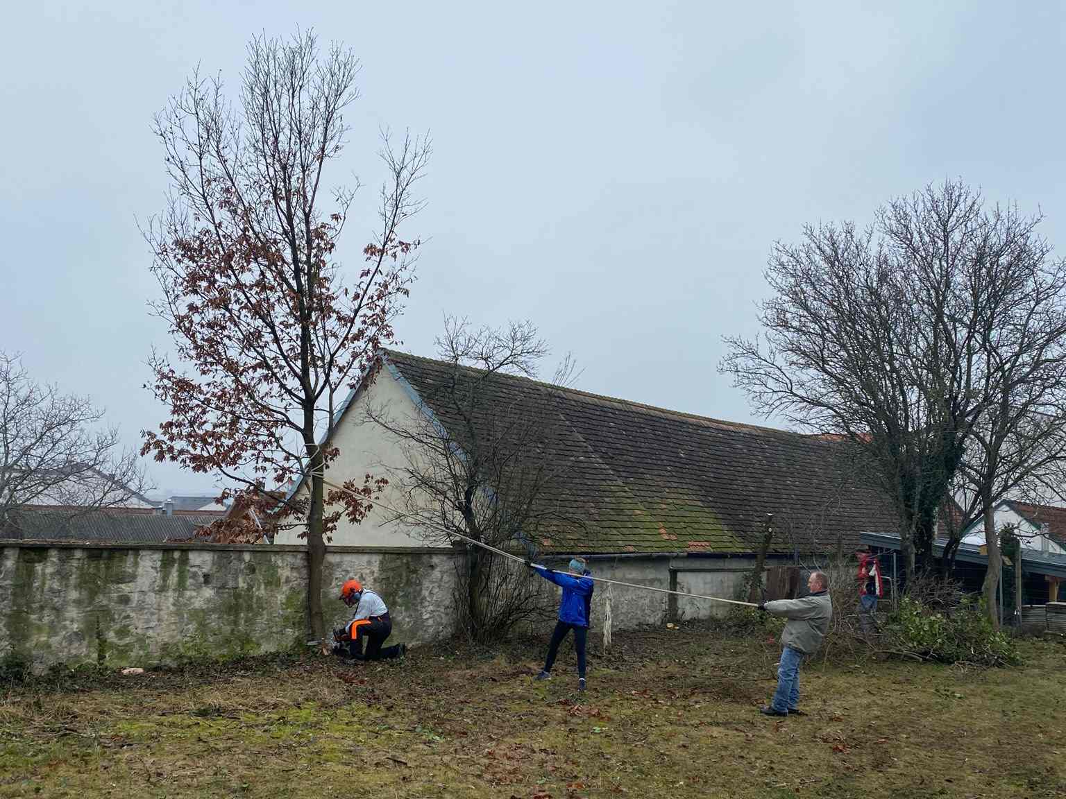 2021 02 20 Eiche gezogen klein