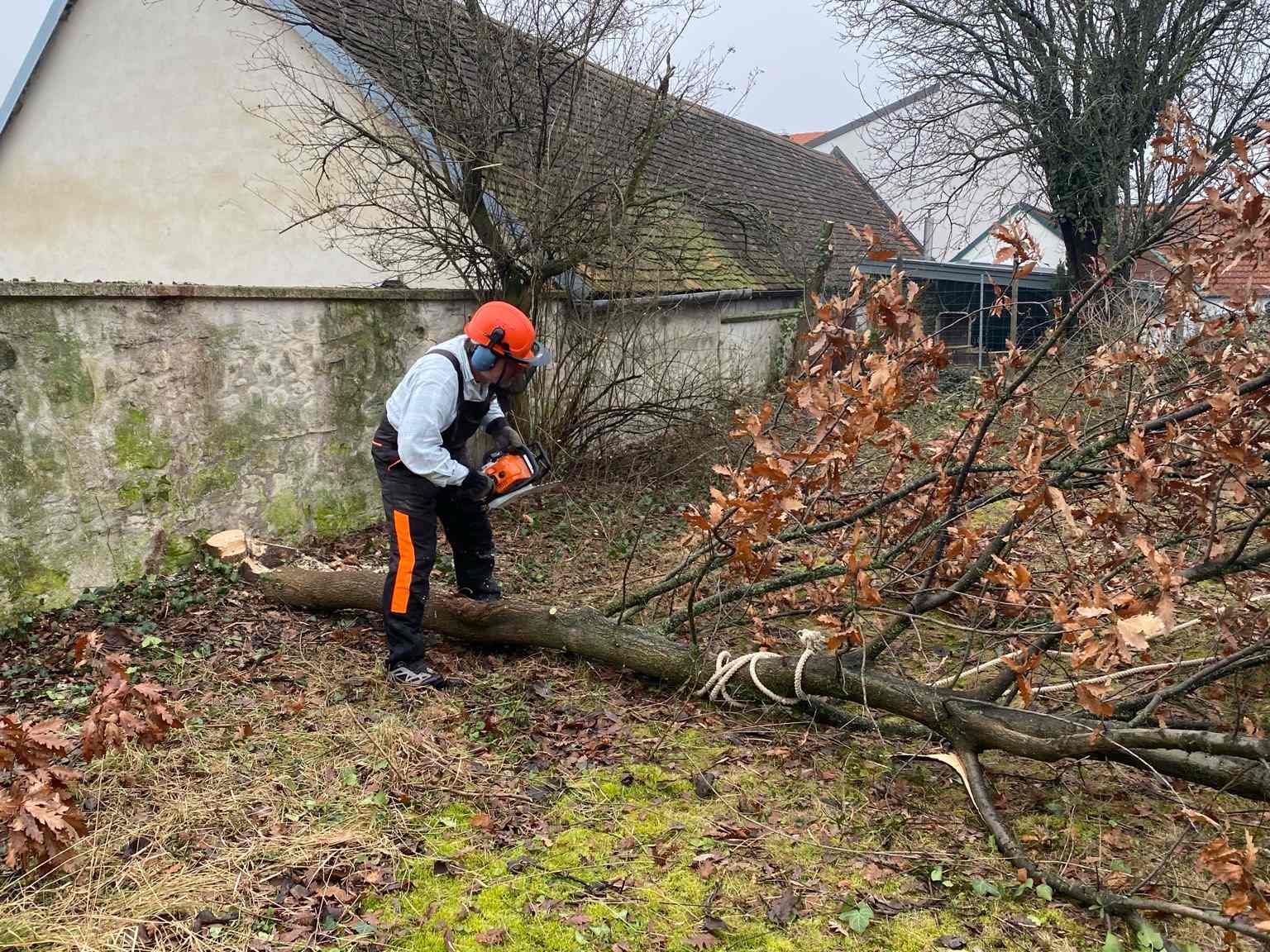 2021 02 20 Eiche liegt klein