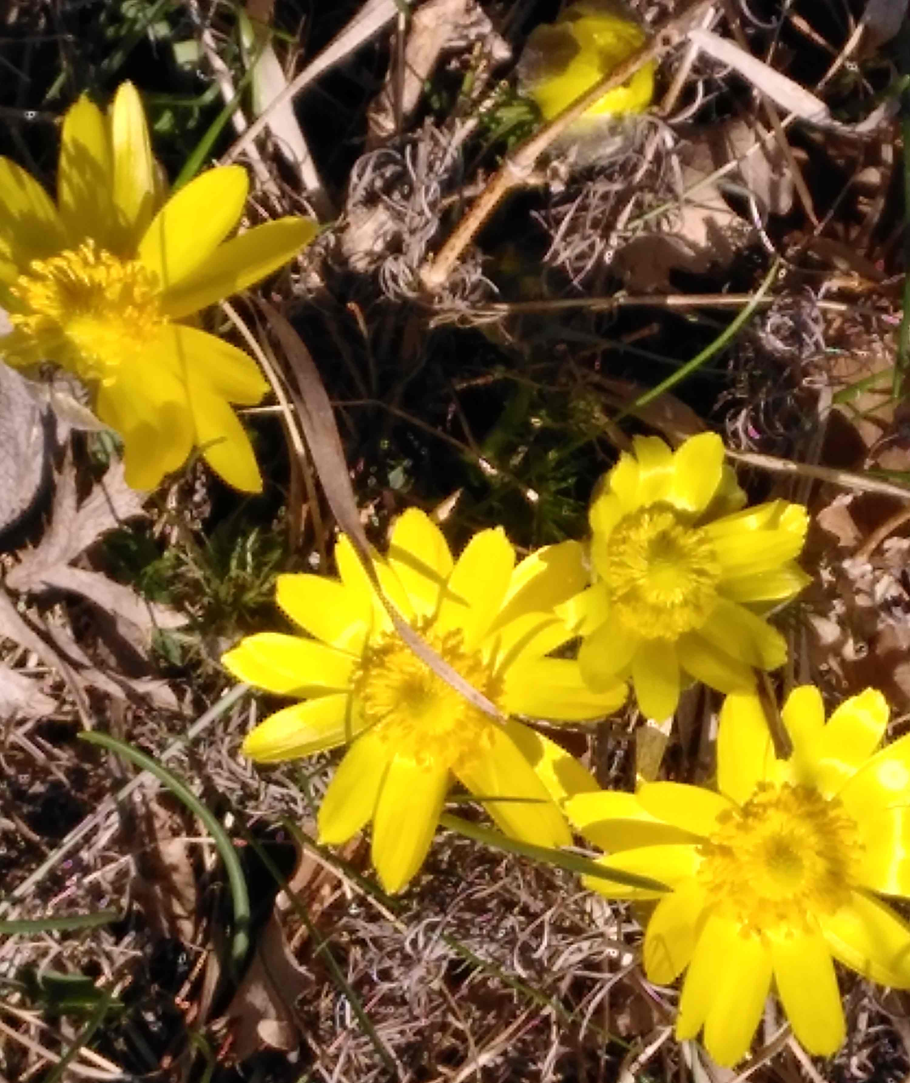 2021 03 31 Adonis Schafweide klein
